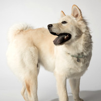 2532_Wallace