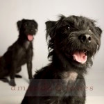 Two Patterdale Terriers