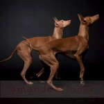 Two Pharaoh Hounds in Tucson