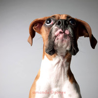 907 Three boxers including one puppy