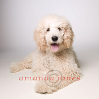 867 Labradoodle Puppy